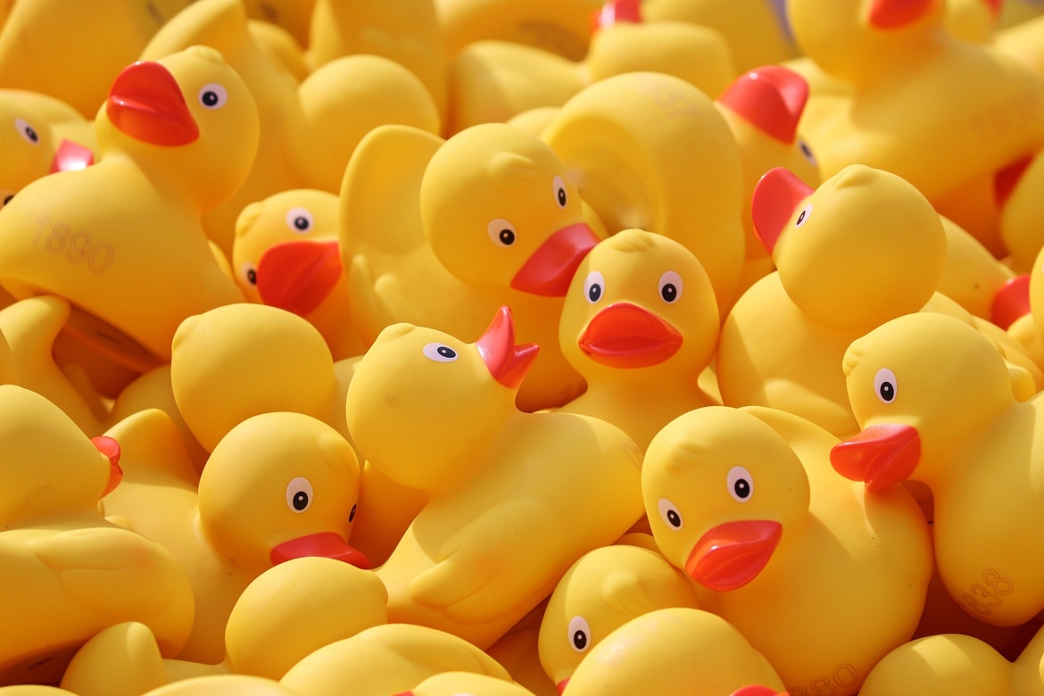 duckrace