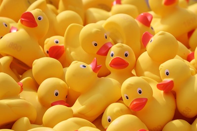 duckrace